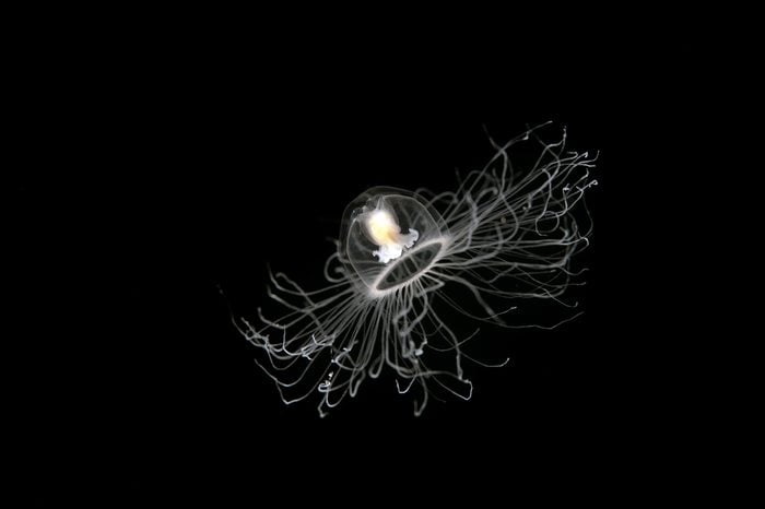 Immortal jellyfish, Turritopsis nutricula, Sarigerme Turkey