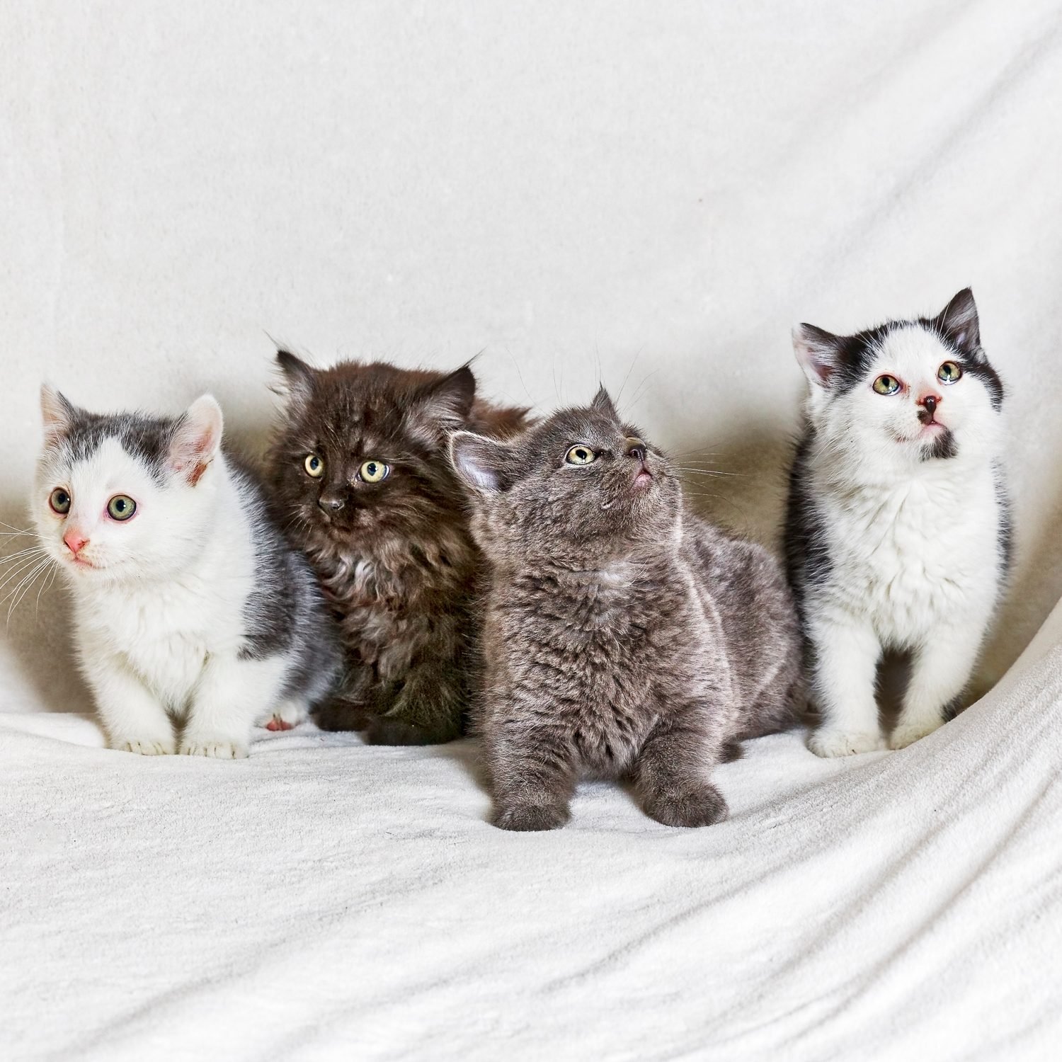 Four cats on a white sheet