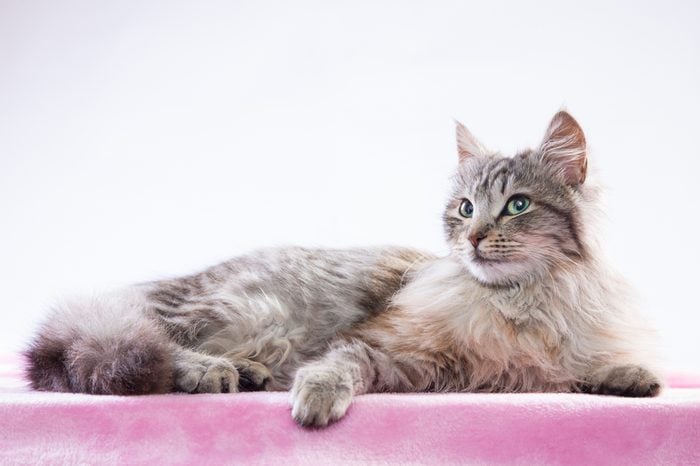 Long-haired cat lying on a pink blanket