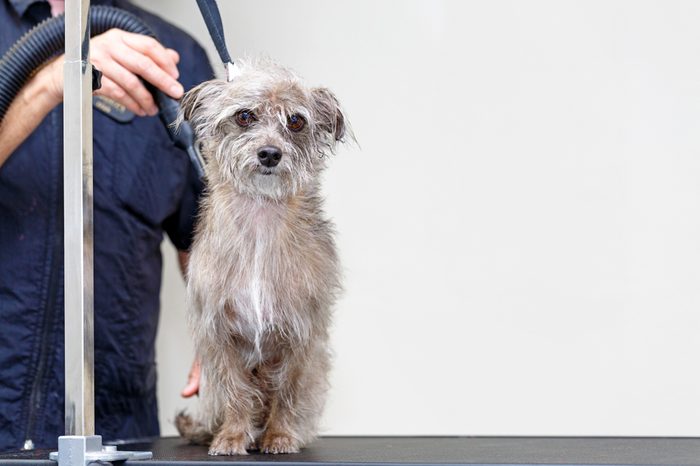 Small terrier mixed breed dog with damp fur being dried by a professional groomer at a salon with room for text