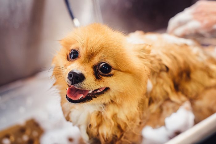 Pomeranian dog with red hair like a fox in the bathroom in the beauty salon for dogs. The concept of popularizing haircuts and caring for dogs. Cute spitz dog in the washing process