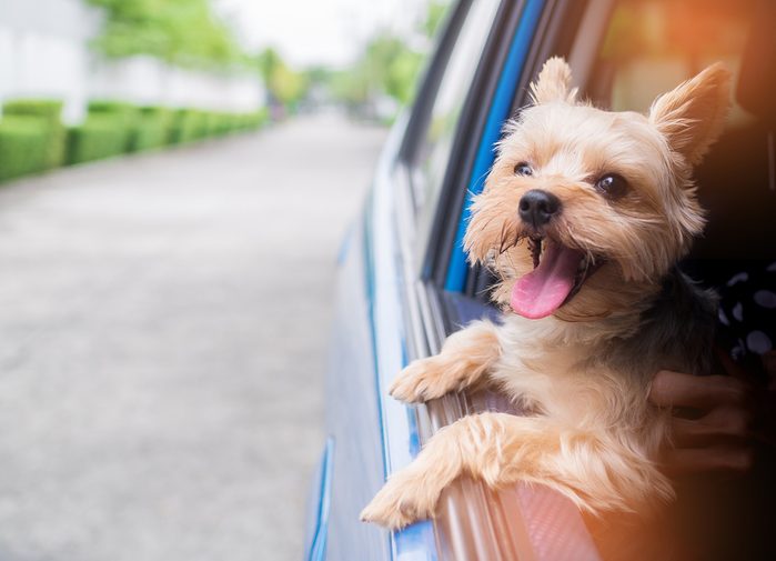 A happy Yorkshire Terrier dog is hanging is tongue out of his mouth and ears blowing in the wind as he sticks his head out a moving and driving car window.