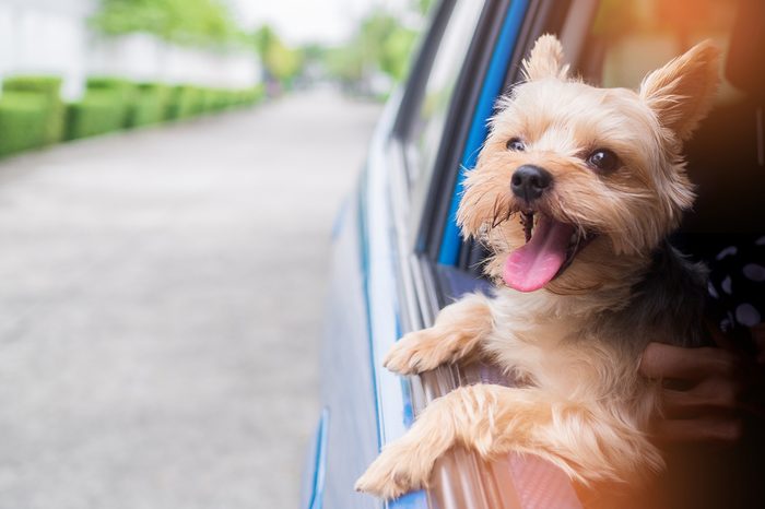 A happy Yorkshire Terrier dog is hanging is tongue out of his mouth and ears blowing in the wind as he sticks his head out a moving and driving car window.