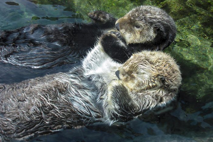  Two Otters Floating Hold Paws