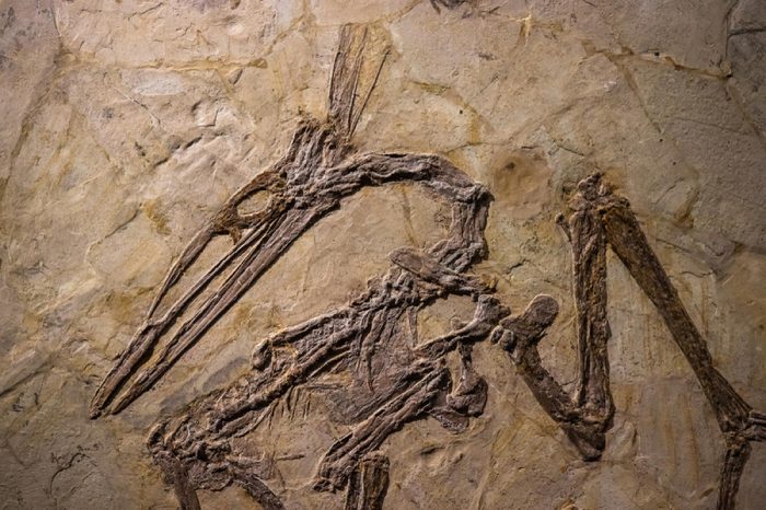 Shanghai, China - April 13 2018, fossil of Pterosaur at Shanghai Natural History Museum. Pterosaurs were winged reptiles that lived alongside dinosaurs, the first vertebrates to evolve powered flight.