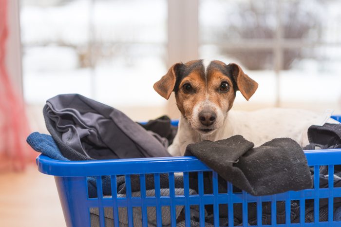 dog in laundry basket - Jack Russell Terrier