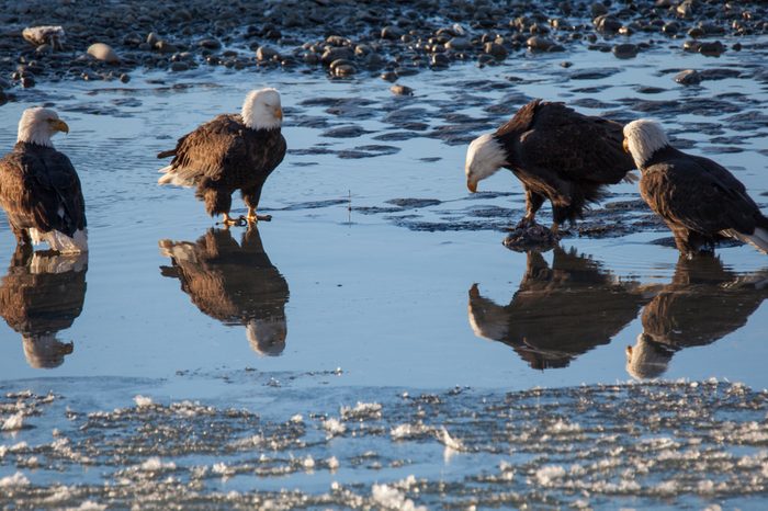 Four bald eagles hanging out in shallow water in the Chilkat Bald Eagle Preserve on a sunny winter day.