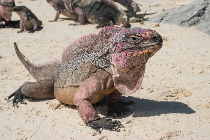 The beautiful Iguana resting on the sandy beaches of the Exuma cays in The Bahamas