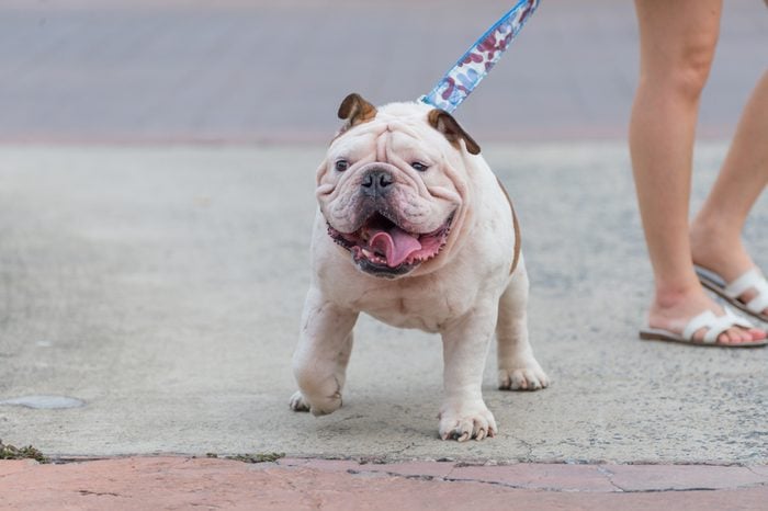 white english bulldog smile and show tongue, fat dog walking together with woman on the street.