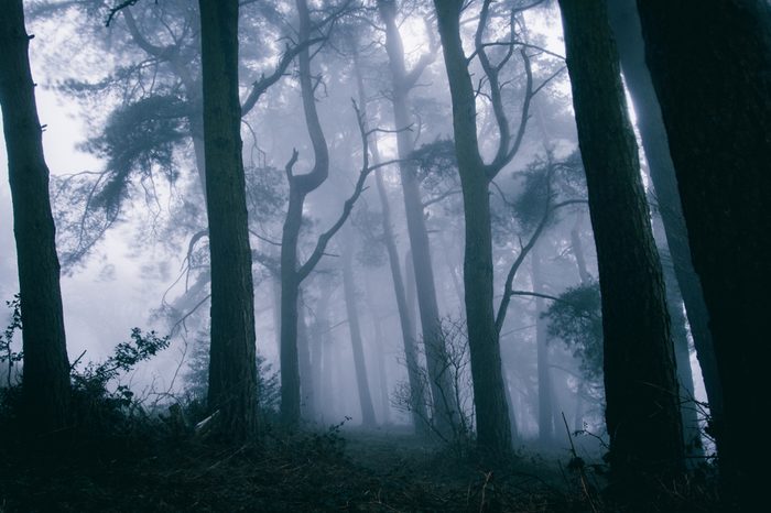 A spooky forest with trees silhouetted against the fog, edited similar to an Instagtram filter