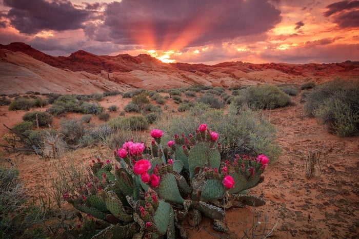 Amazing spring sunset in the Nevada desert with cactus flowers, USA.