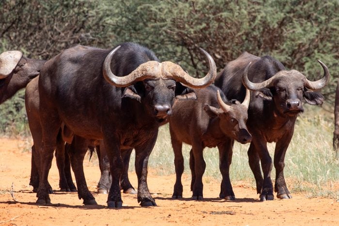 African Buffalo in the wild