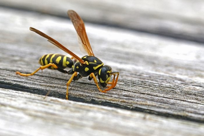 Tree wasp, or paper wasp very close up stripping wood from garden furniture to build a nest Latin name dolichovespula sylvestris or polistes gallicus taken in Italy