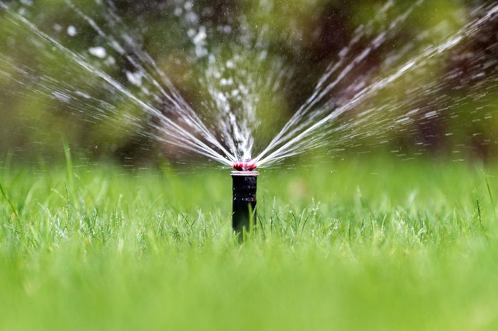 Automatic garden lawn sprinkler in action watering grass