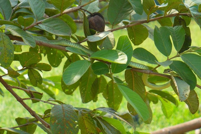 A green snake with black pattern on a green tree