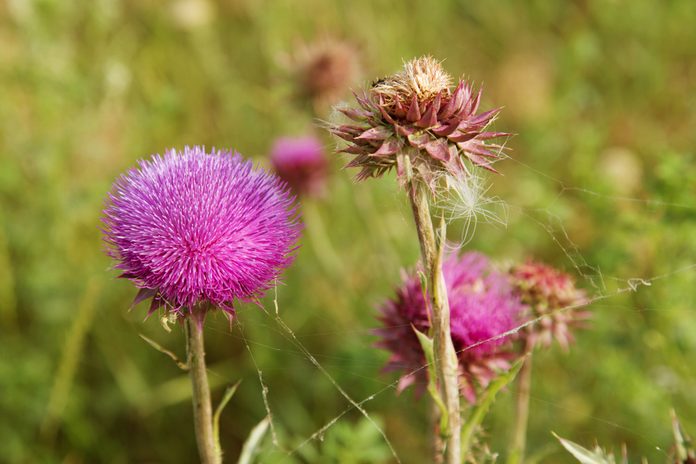 Blessed flowers of milk thistle. Marie Scottish thistle, Mary Thistle, Marian Cardus. Milk thistle flower toned in fashionable color tone treatment