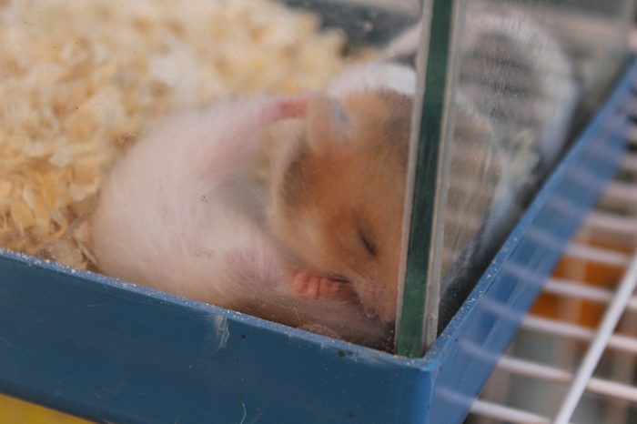 A caged hamster trying to sleep. 