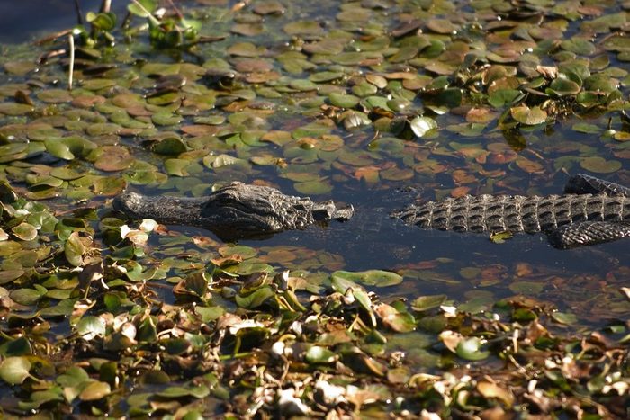 alligator at Paynes Prairie Preserve at a hidden gem in Florida