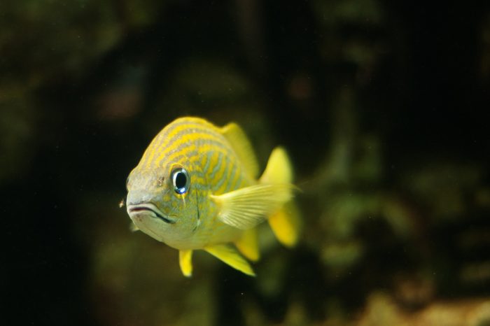 Yellow fish in the water, Paradise Island, Bahamas