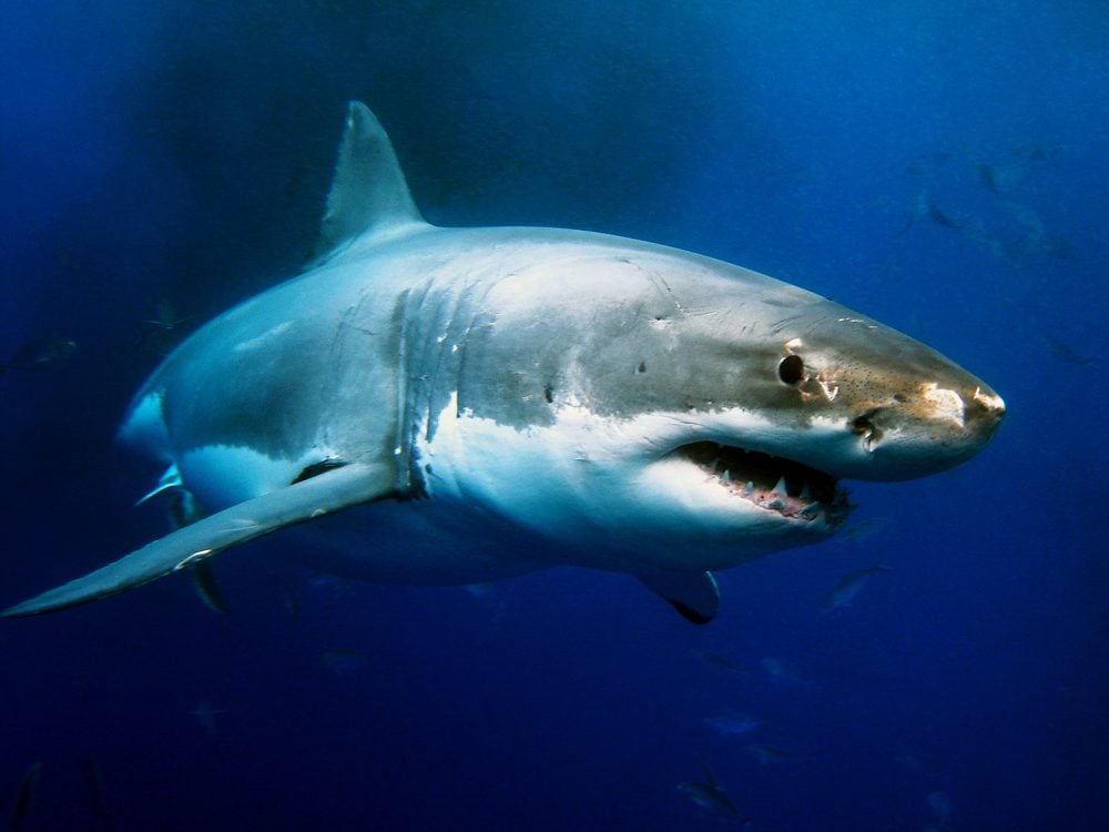 19 Fascinating (and Reassuring) Facts About Sharks