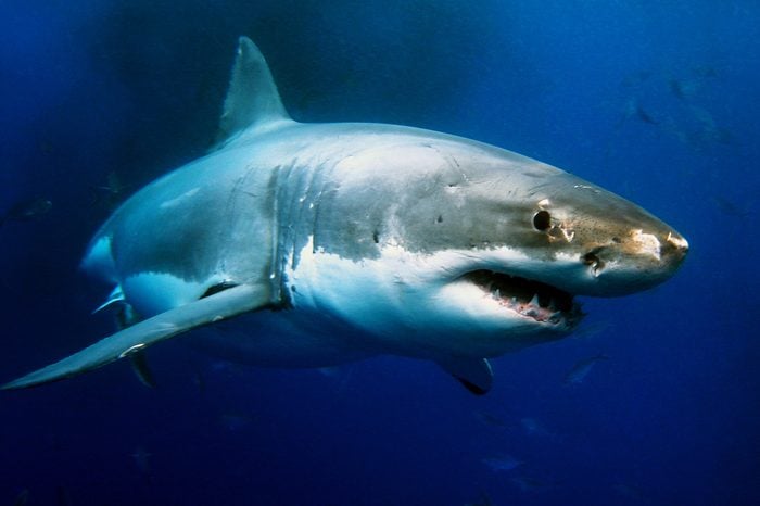Great White Shark Underwater Photo