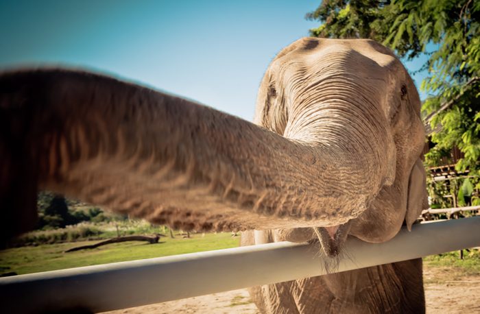 Elephant in Sanctuary