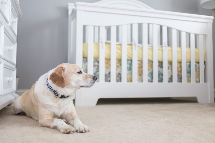 Dog gets ready to welcome baby to the family, dog stands in the nursery