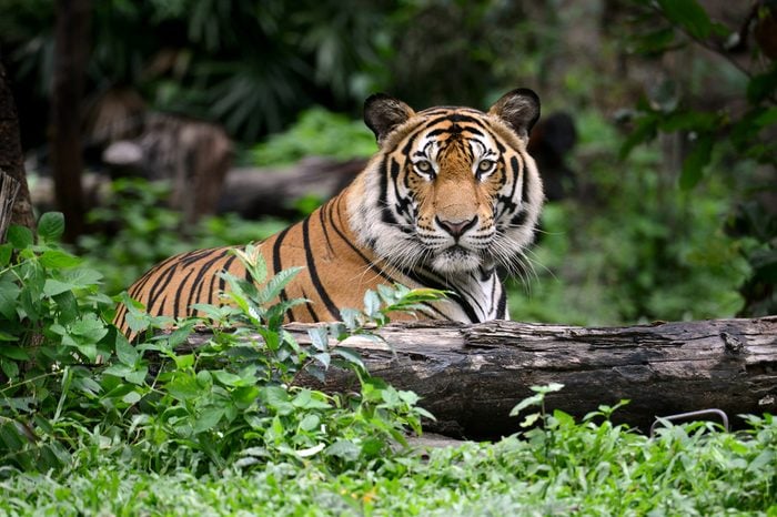 India Bengal Tiger head looking direct to camera