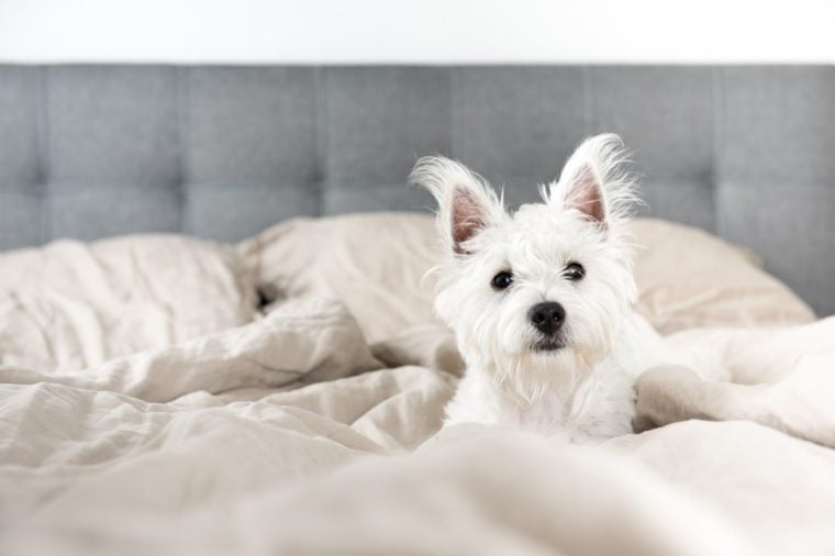 West Highland Terrier Puppy on Human Bed