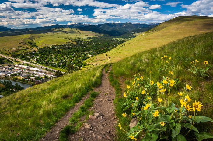 Trail and flowers on Mount Sentinel, in Missoula, Montana.