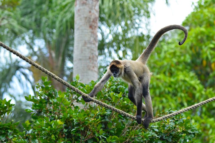 Spider monkey (Ateles geoffroyi) play on a rope. It live in tropical forests of Central and South America, from southern Mexico to Brazil. Spider monkey is endangered animal