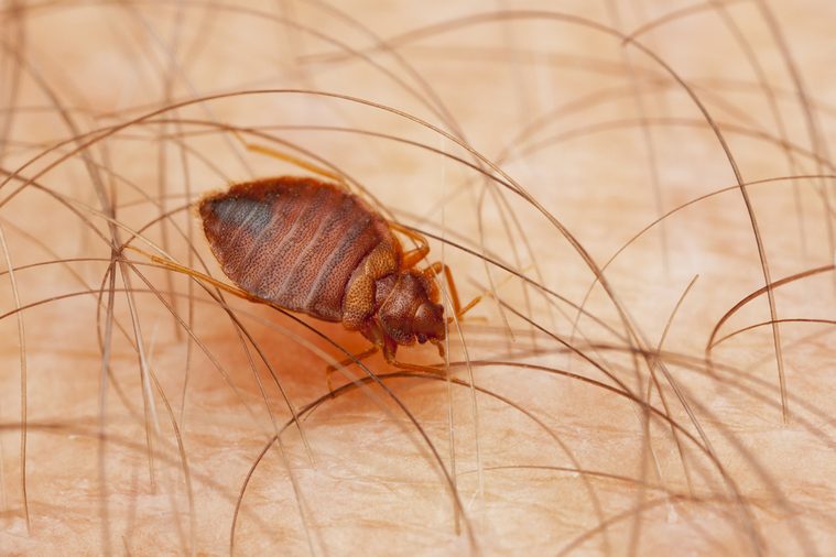 The Common Bed Bug, Cimex lectularius, parasite, Czech Republic
