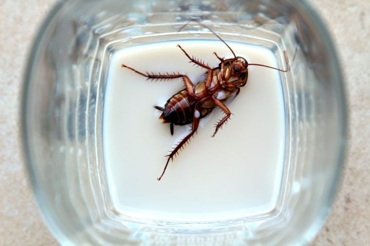 A cockroach on its back in an almost empty glass of milk.