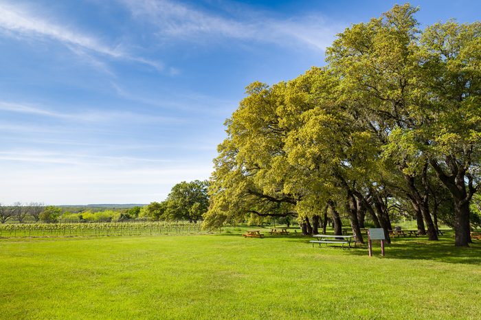 Central Texas vineyard featuring blue skies overhead and an adjacent oak tree--shaded picnic area