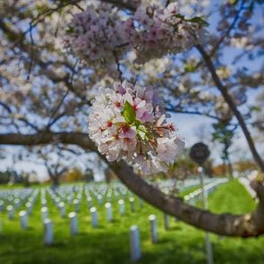 Cherry blossoms trees in Arlington cemetery. Pink flowers tree. Grave of unknown soldiers