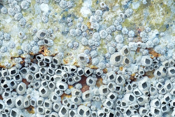 Close up shot of Dead Barnacles on a Rock