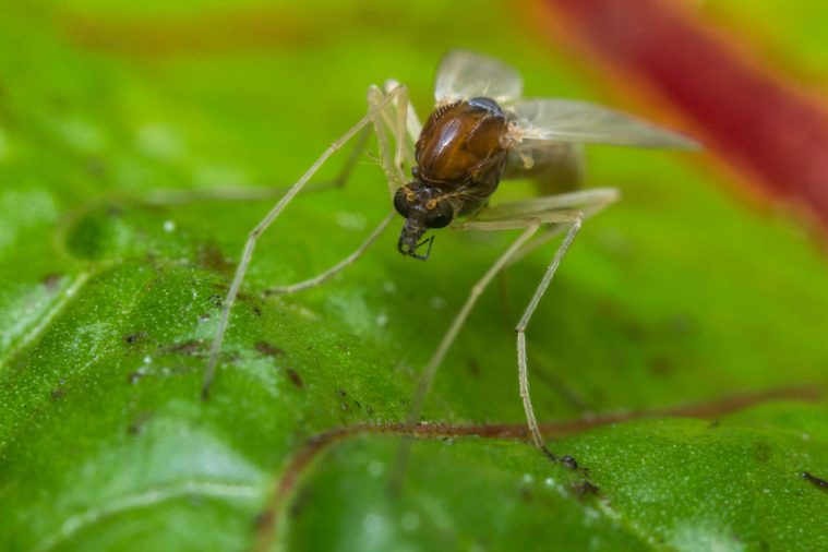 Close up macro of small sand fly gnat on green leaf
