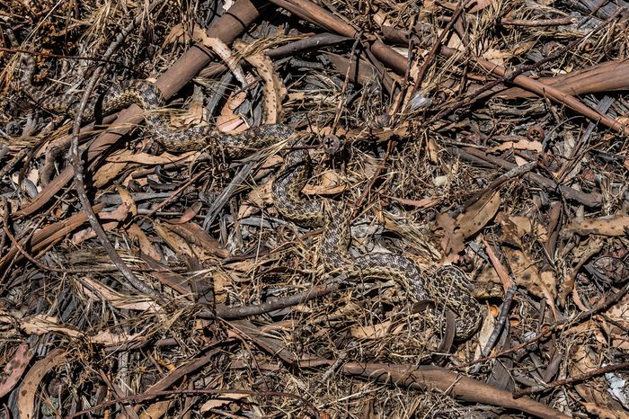 The natural camouflage of a Pacific Gopher Snake (Pituophis catenifer ) makes it almost invisible, as it slithers through the woods in the hills of Monterey, California.