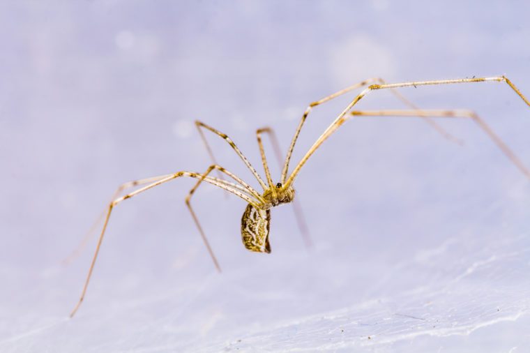 pholcidae, house spider