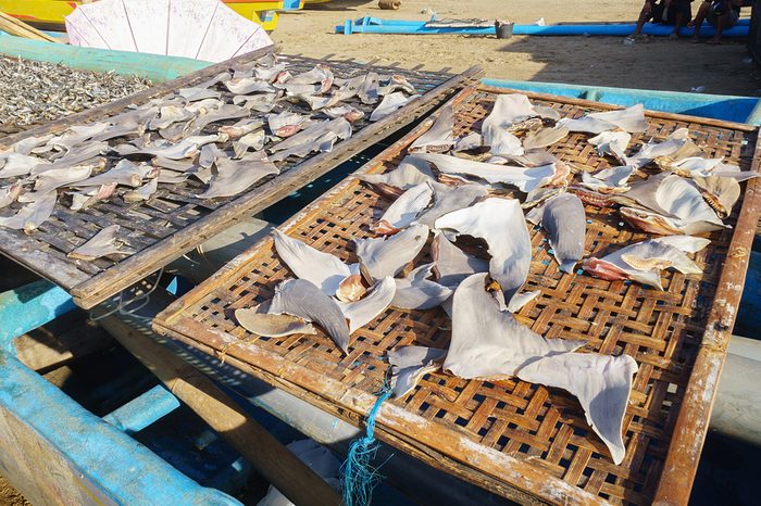 Shark fins dried under the hot sun at fisherman village in Asia.