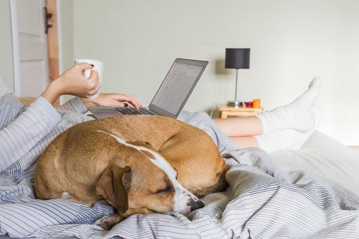 Dog in bed with human. Female person drinking morning tea or coffee and working with laptop in bed with dog sleeping next to her.