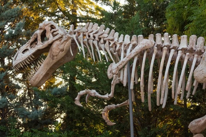 skeleton of a dinosaur Tyrannosaurus Rex