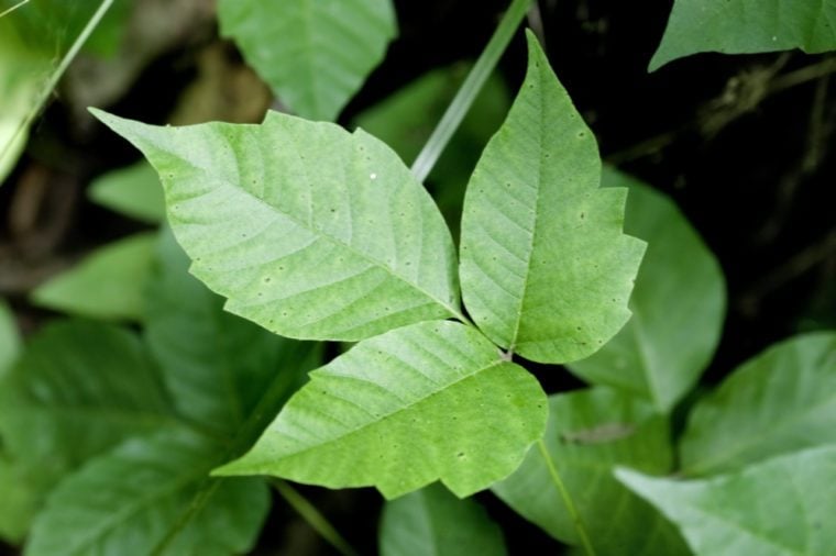 Close up detail of a Poison Ivy Plant. Excellent high resolution image for accurate plant identification.