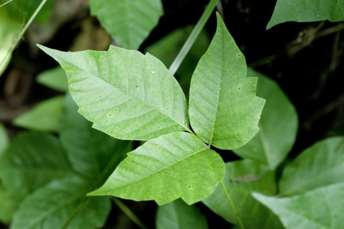 Close up detail of a Poison Ivy Plant. Excellent high resolution image for accurate plant identification.