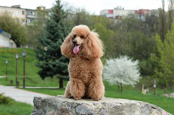 Brown poodle dog on rock