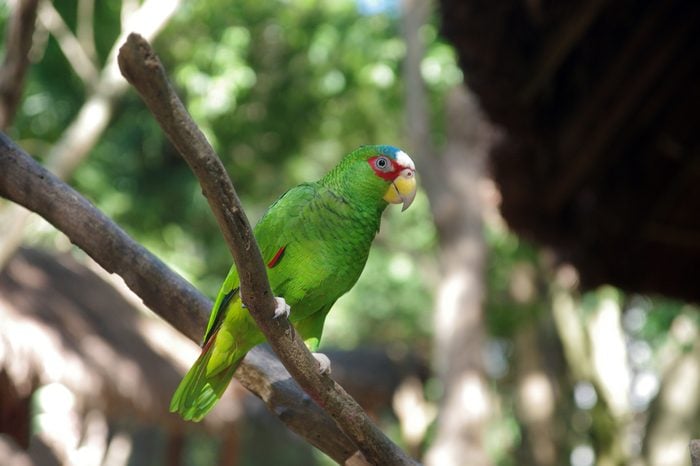Red-browed Amazon parrot