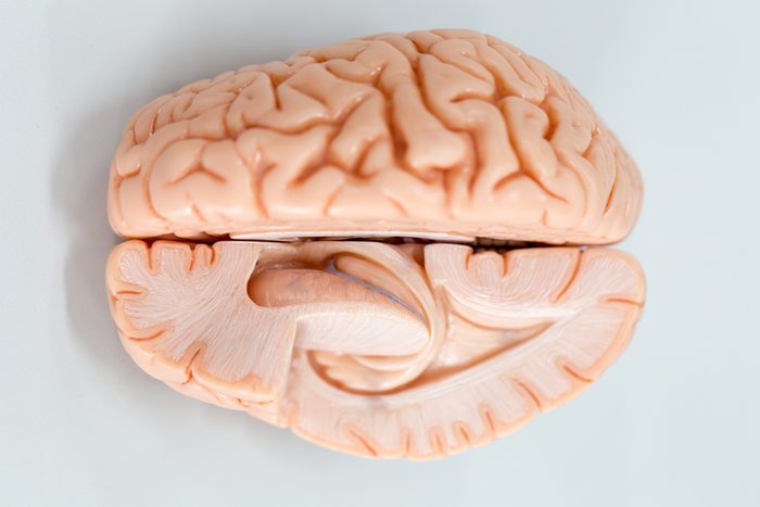 Human brain model for education in laboratory. 