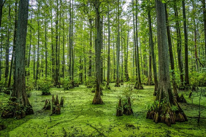 the hidden gem, Cypress Swamp in Heron Pond in the Cache River Natural Area in Southern Illinois