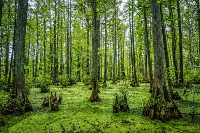 Cypress Swamp in Heron Pond in the Cache River Natural Area in Southern Illinois