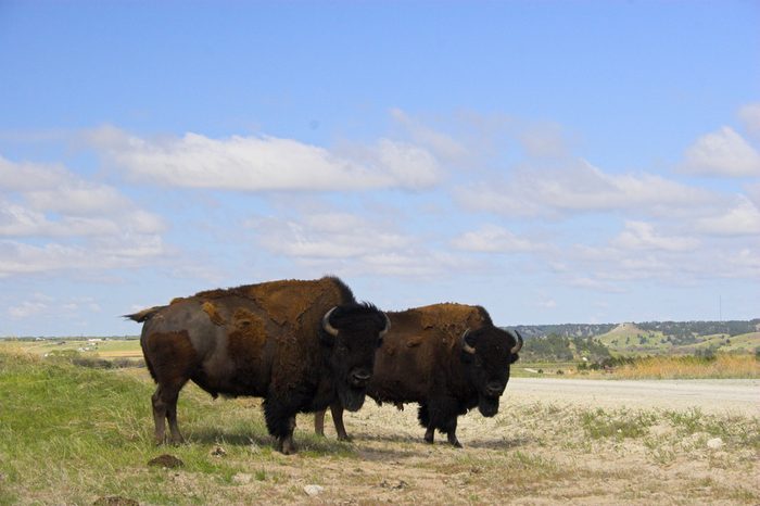 Two bison on a prairie in the Sandhills